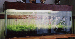 Pinguicula Terrarium